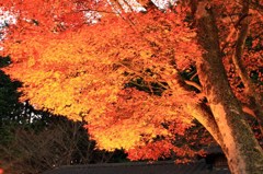 修善寺紅葉5