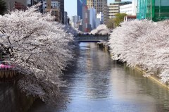 都内桜Ⅲ