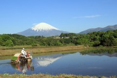 田んぼに富士山