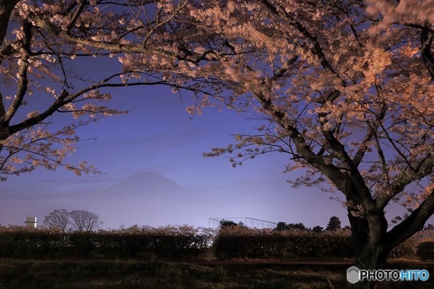 夜桜８