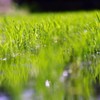 水面にも稲