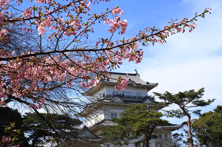 桜と城