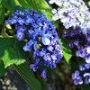 紫陽花Ⅰ