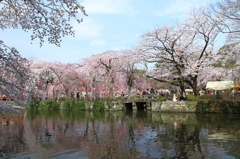 三島大社桜Ⅰ