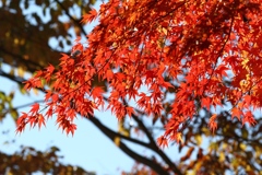 山中湖紅葉1