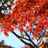 山中湖紅葉1