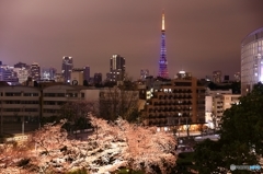 夜桜５