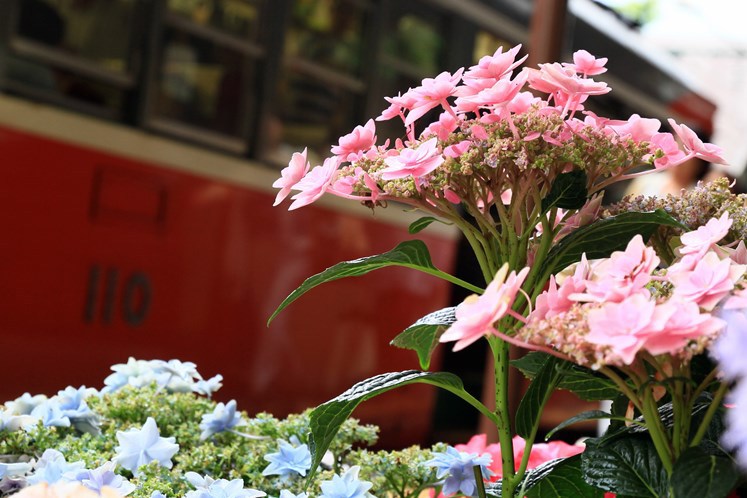 紫陽花と電車Ⅴ