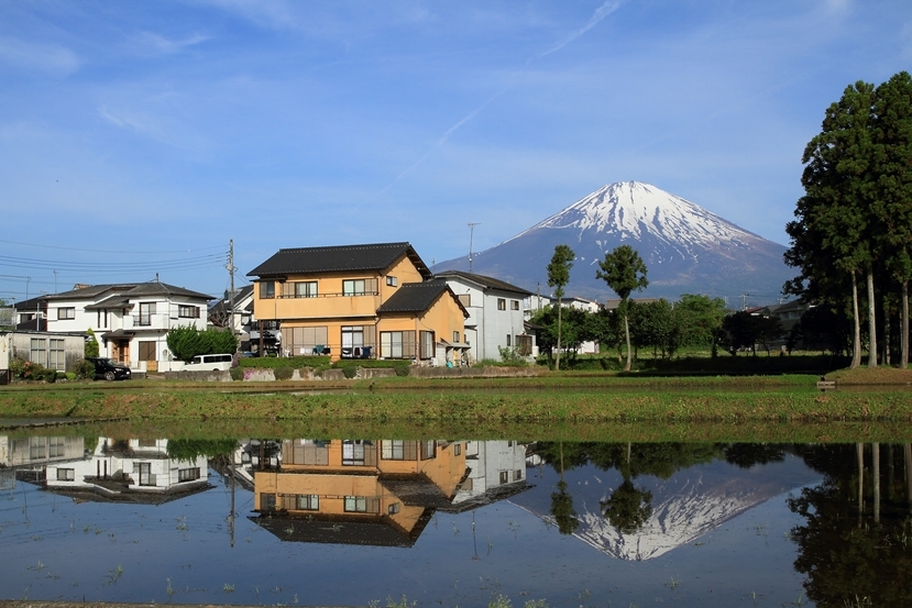 田んぼに富士１