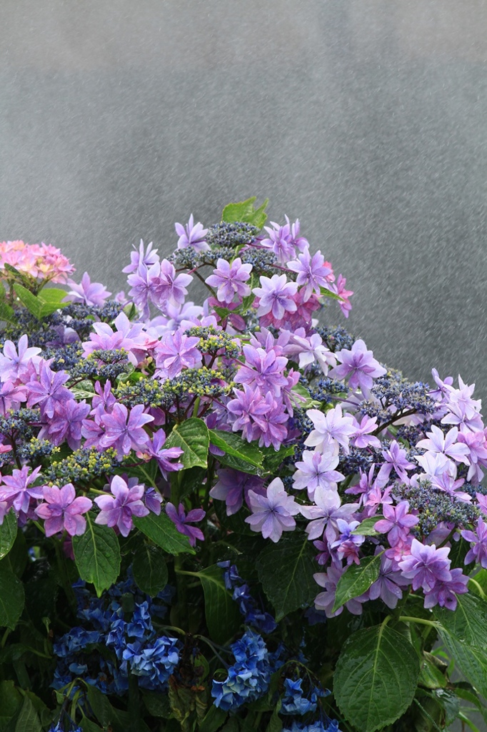 紫陽花Ⅰ