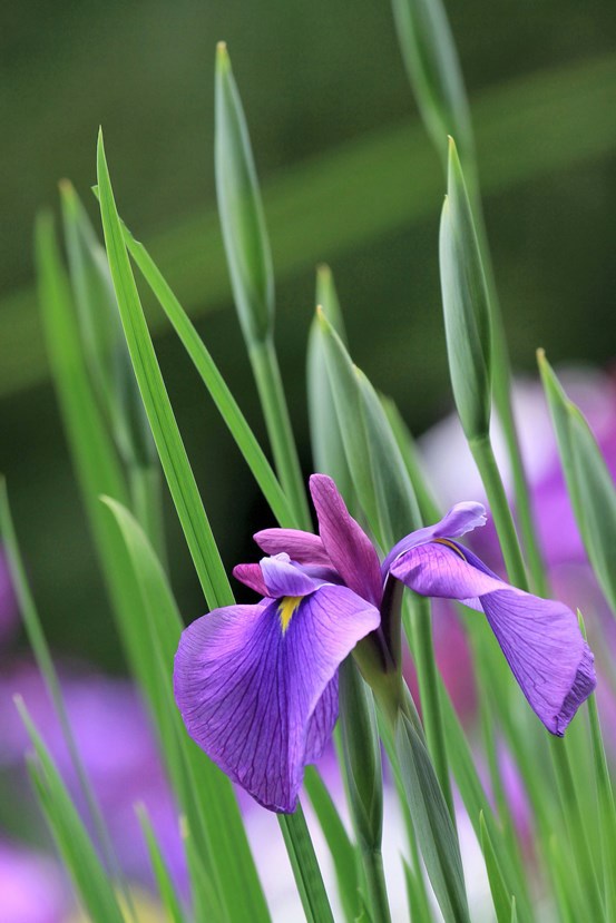 花菖蒲Ⅰ