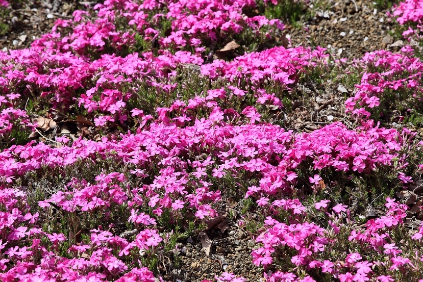 芝桜