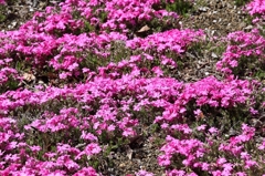 芝桜