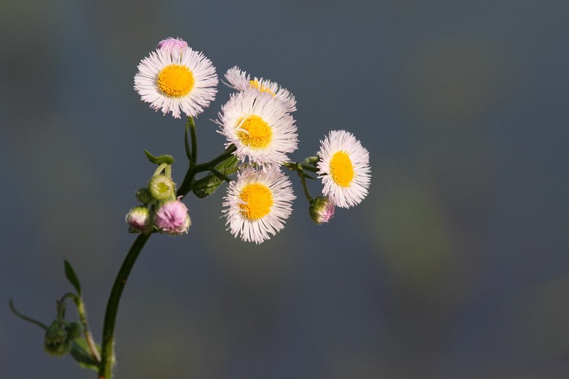 花３