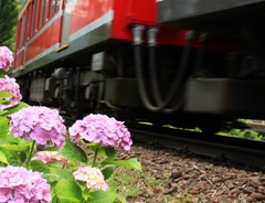 紫陽花と電車Ⅱ