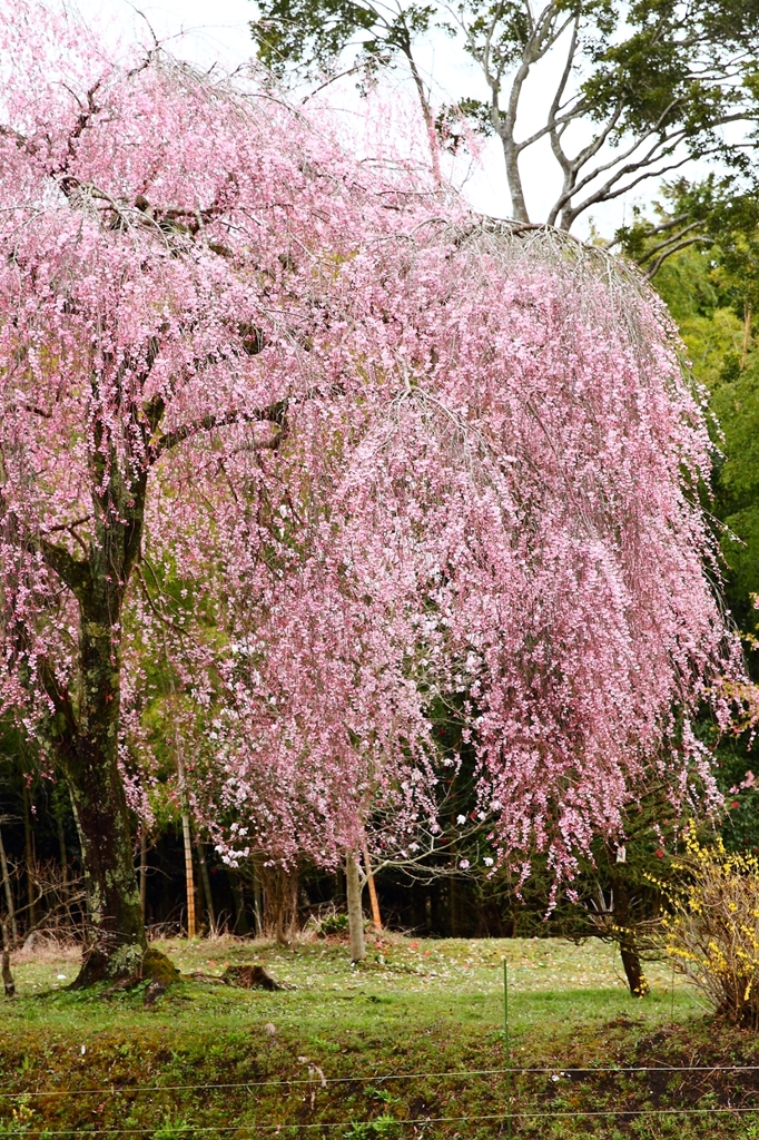 我が町の桜４