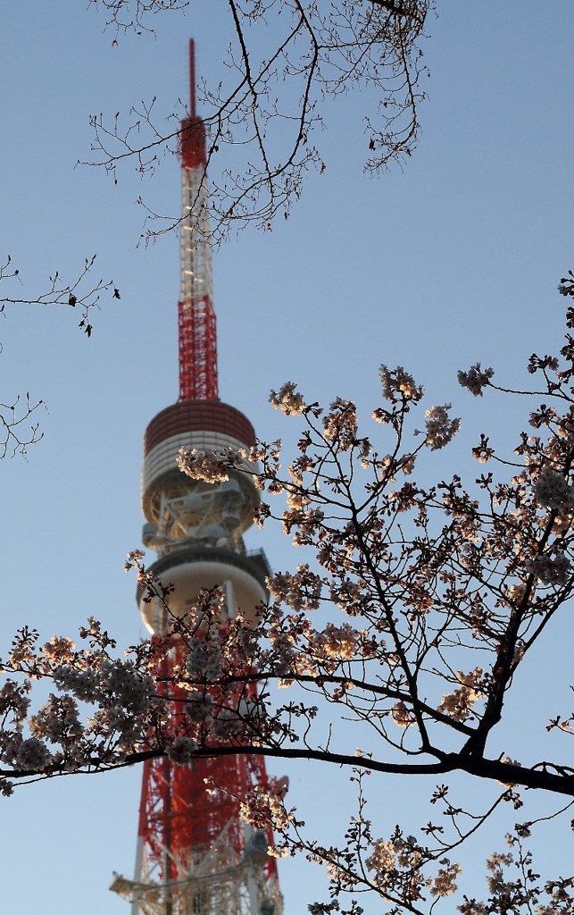 東京タワーと桜