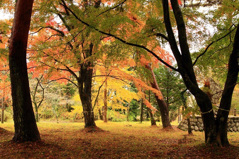 紅葉