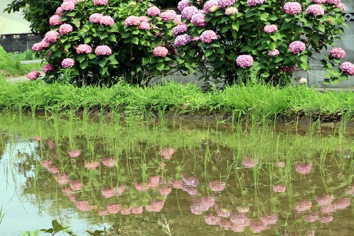 田んぼにも紫陽花