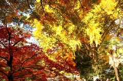新宿御苑紅葉１