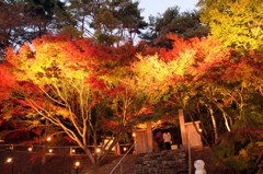 修善寺紅葉４