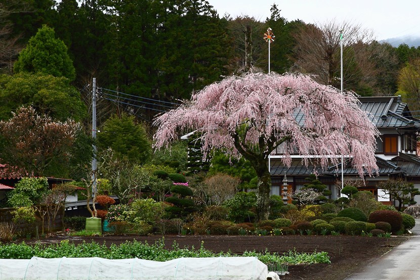 我が町の桜7 (1)