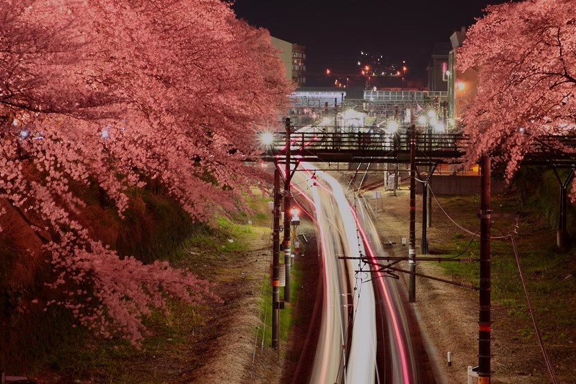 夜桜4