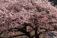 金太郎桜