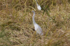 稲と鳥2