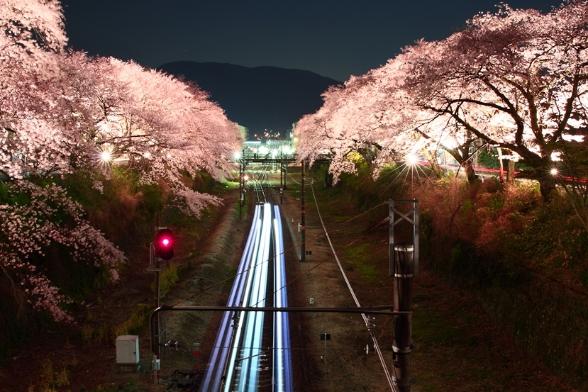 夜桜2
