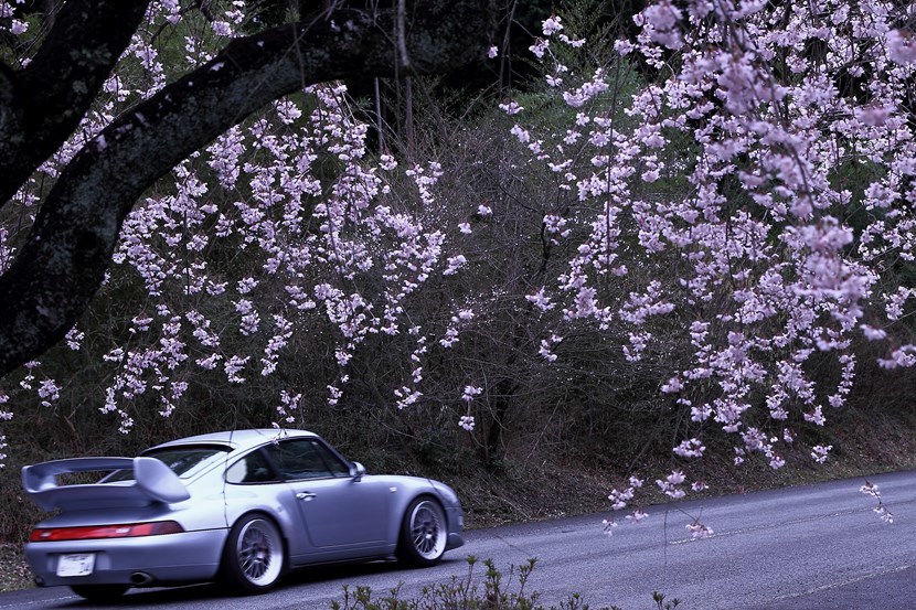 我が町の桜5