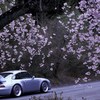 我が町の桜5