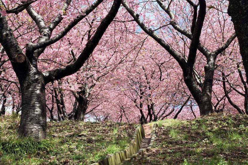 桜トンネル