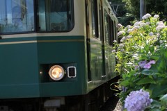 電車と紫陽花