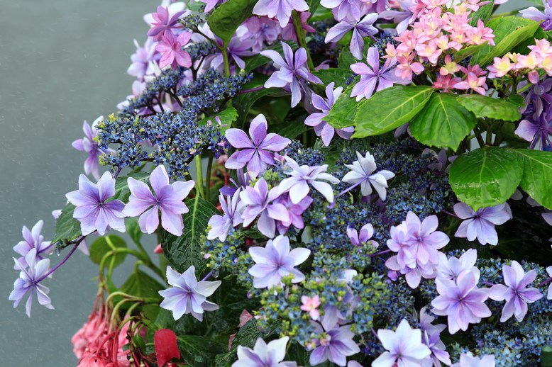 紫陽花Ⅲ