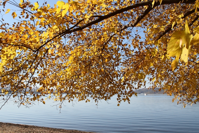 湖畔の紅葉1