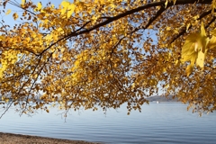 湖畔の紅葉1