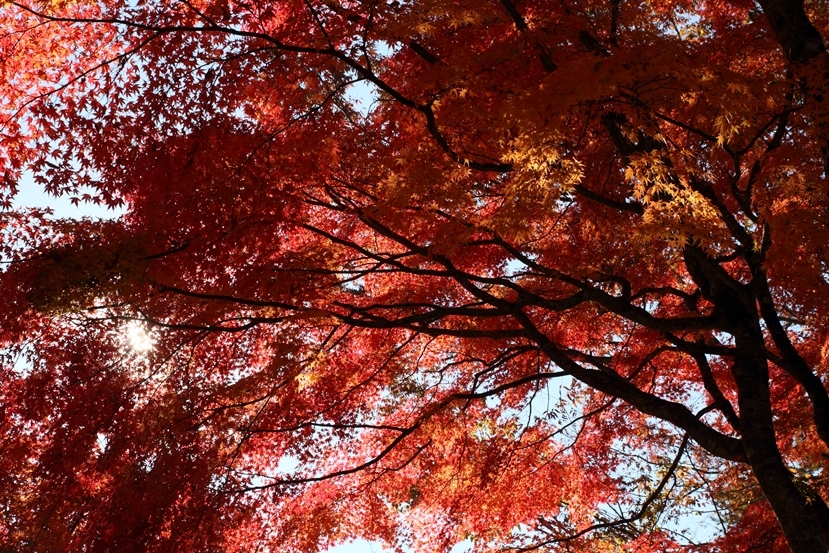 逆光紅葉？