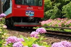 紫陽花と電車Ⅳ