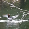 新宿御苑鳥2