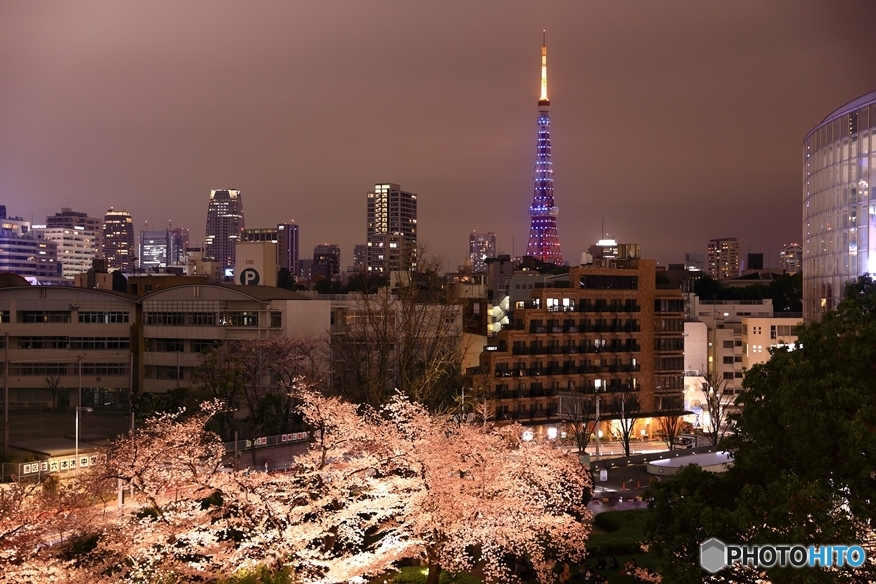 夜桜５