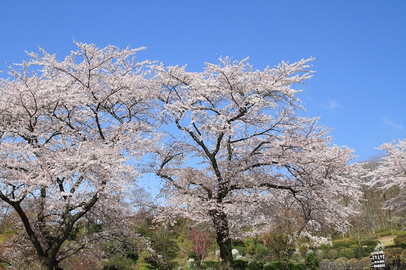 今年最後の桜