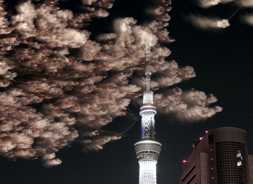 夜桜1