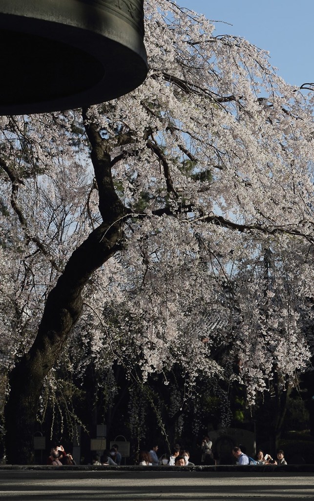 鐘と桜