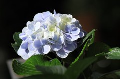 紫陽花Ⅱ