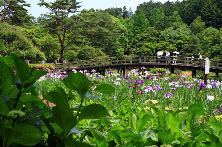花菖蒲Ⅱ