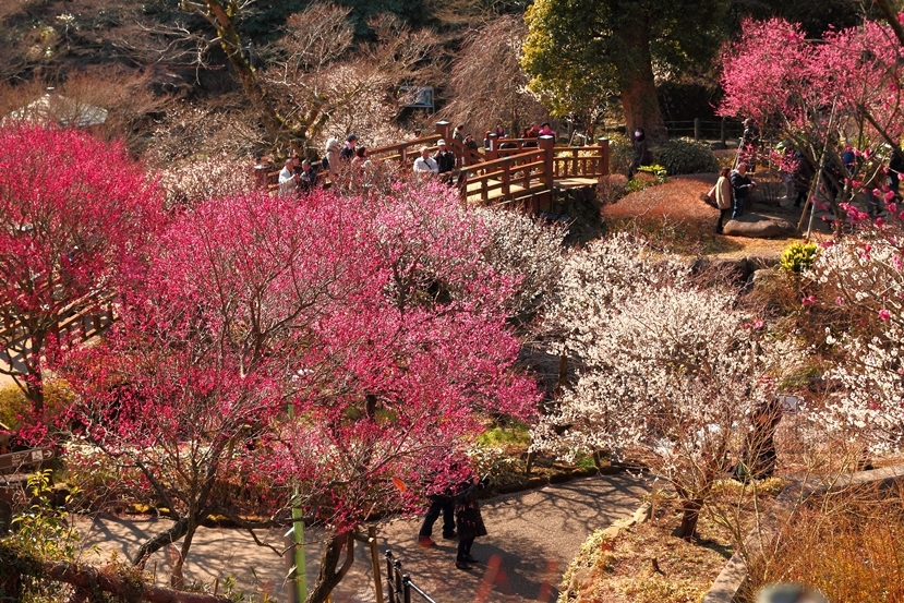 熱海梅園8
