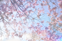 桜を映す