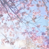 桜を映す