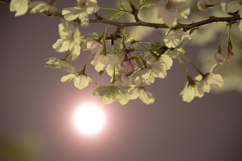 桜、お月さんに照らされて。